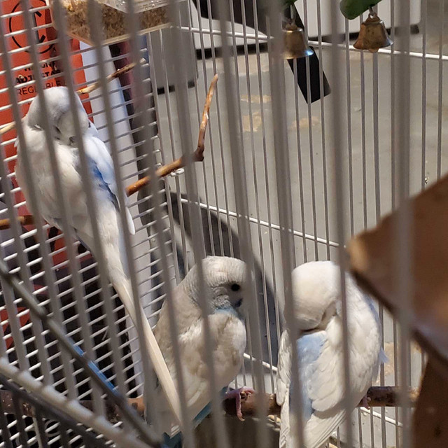 Baby budgies / Fancy budgies  in Birds for Rehoming in Winnipeg - Image 3