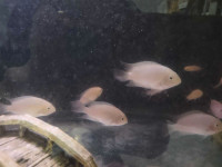 Small Pink cichlids 