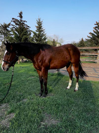 4yr Old Gelding (pending)