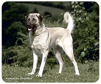 Anatolian Shepherd mousepad, Anatolian mouse pad, Anatolian Shep