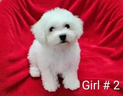 Adorable Purebreed Bichon Frise puppies girls available to rehome now. They are so friendly, smart,...