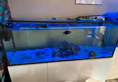 Hello everyone I am selling my tank. I’ve had this tank for 2 years. I can’t remember the name but i...
