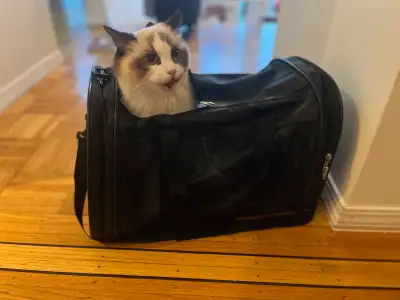 Like New Pet Carrier (cat or small dog), View more