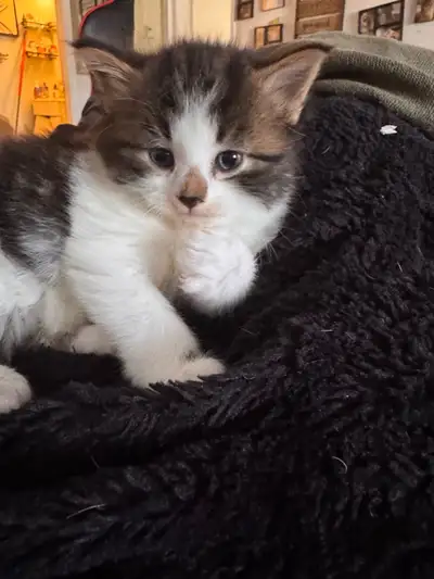 8 kittens 6 male 2 female, View more