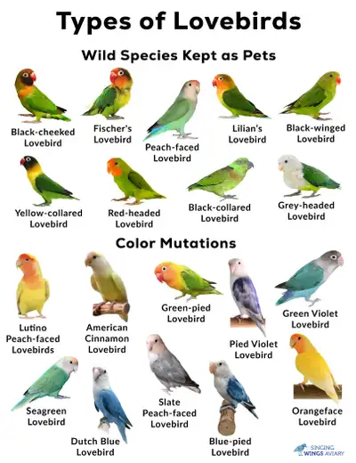 These are a young, healthy pair of bonded Peach faced lovebirds looking for a new home. They are act...