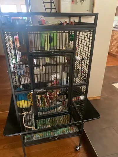 Pineapple conure, View more