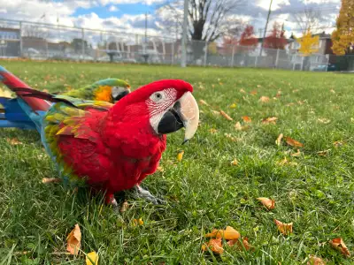 1 Young Handtame Greenwing✨ Macaw ✨ friendly Parrot very social, View more