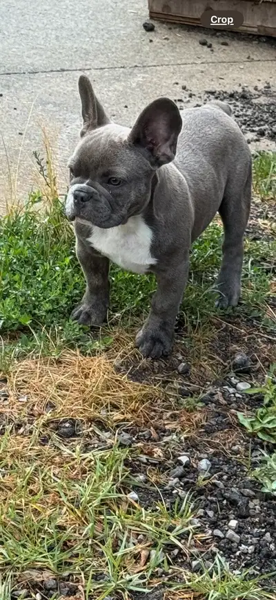  French Bulldog Puppy, View more