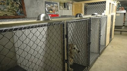 Pension pour chien dans Services pour animaux  à Trois-Rivières - Image 3