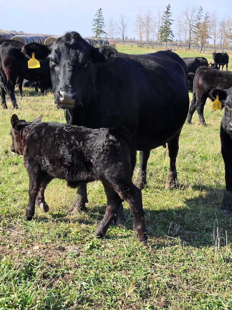 Cattle Cow calf pair | Livestock | Winnipeg | Free local classifieds ...