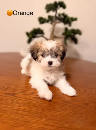 Malshi puppy , View more