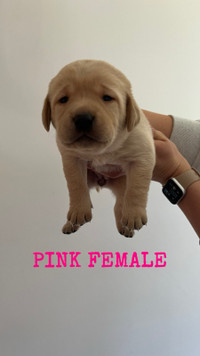 LAB PUPPIES FOR SALE 