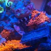 Saltwater clownfish and anemones 