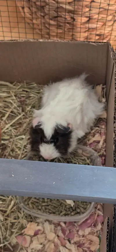 Cochon dinde et cage, View more