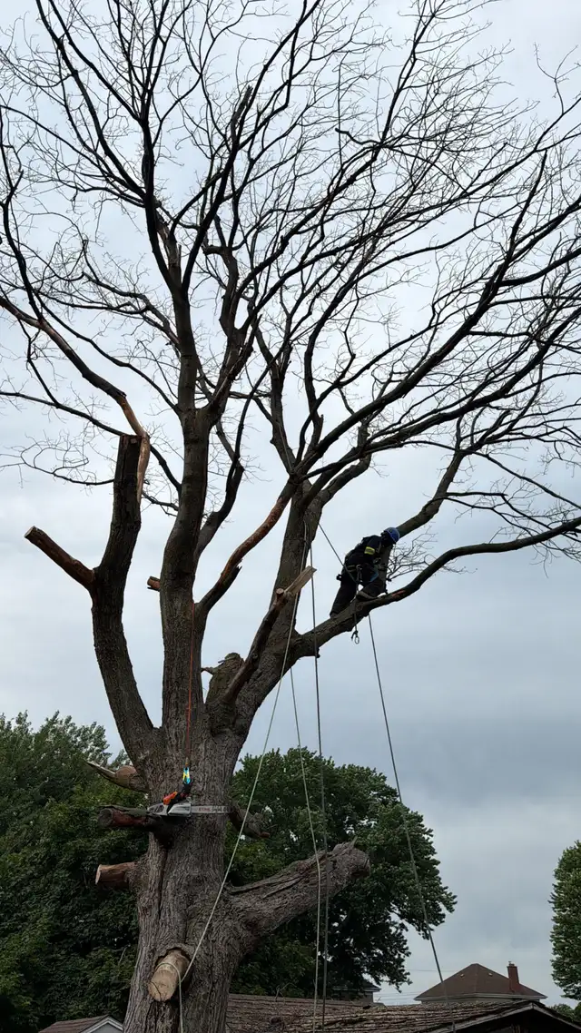 Tree removal and Pruning  in Lawn, Tree Maintenance & Eavestrough in City of Toronto - Image 3