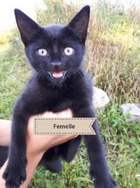 69 Annonces Adoptez Des Chats Et Chatons Dans Levis Animaux Petites Annonces De Kijiji