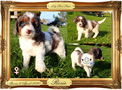 LAST ONE Adorable Miniature Poodle Pup - Blue Merle & Phantom, View more