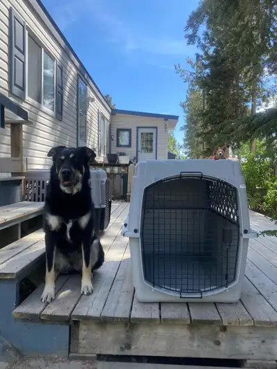 XLG size air north dimension dog kennel air line approved, View more