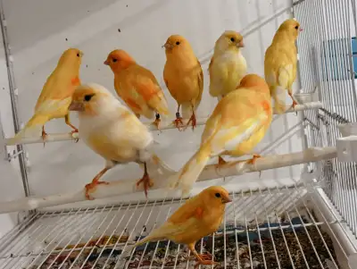 young canaries for sale , View more