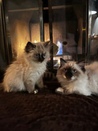 Looking for a male white Ragdoll to breed my Females with 
