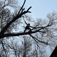 Tree pruning and removals