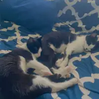 Tuxedo cats looking for a new home 