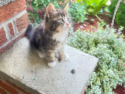 kittens for rehoming, View more