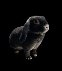 Lapin Mini Plush Lops Rabbit