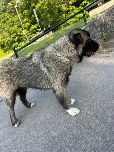 Caucasian shepherd puppy 6 months old , View more