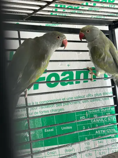 Indian ringneck pair, View more