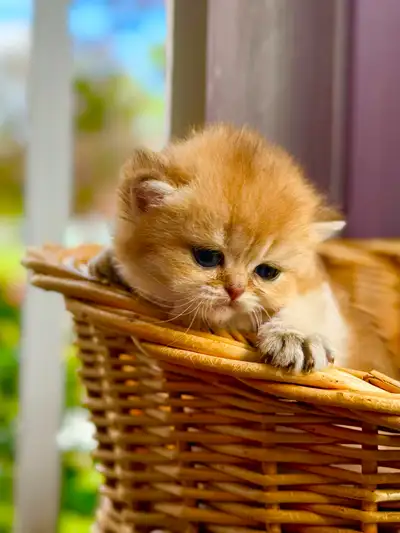 British Shorthair registered kittens!, View more