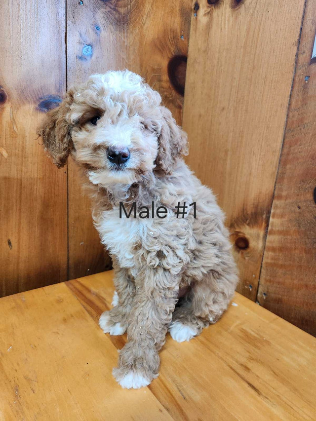 Miniature Poodle in Dogs & Puppies for Rehoming in Pembroke - Image 3