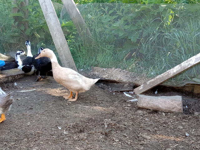 BYM Ducks - Various Ages in Livestock in Kingston - Image 4