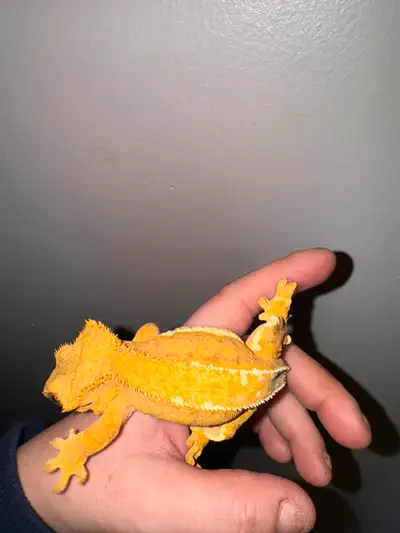 Crested gecko only, View more