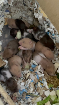 Rex baby hamsters - ethical hamstery Calgary 