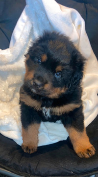 Pure breed Rottweilers for sale