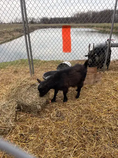 pigmy/nigerian dwarf goats, View more
