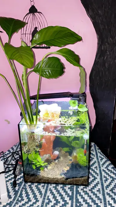 Full setup 7 gallon cube Fully cycled tank Heater 25w Water filter Led with to many settings options...
