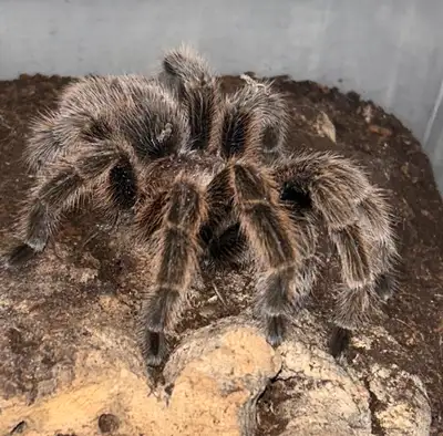 Mature Female Tarantulas, View more