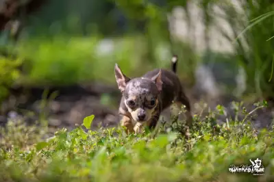 Magnifiques chiots chihuahua, Voir plus