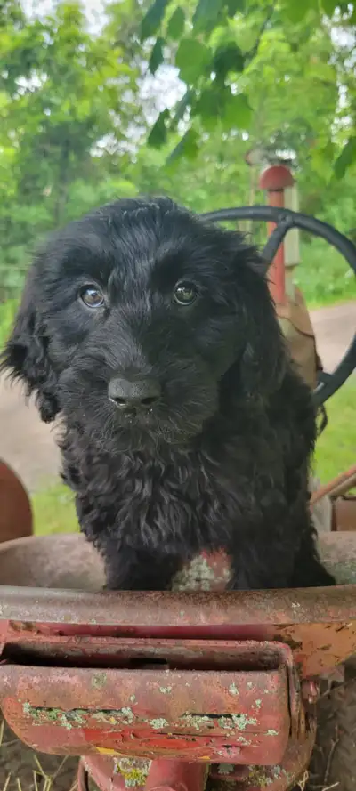 cute mini goldendoodle available, View more