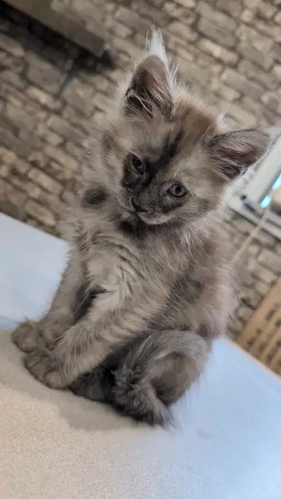 CHATONS MAINE COON DISPONIBLE , View more