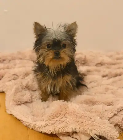 3 lbs Yorkie male, View more