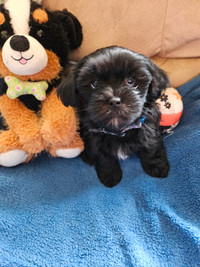 Shihtzu Bichon puppies for sale can go home May 1st