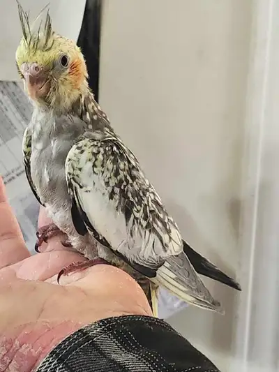 Pearl Cockatiel, View more