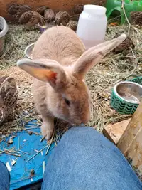 Nannas bunny barn and rescue