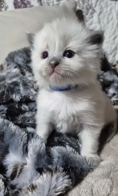 Beautiful Ragdolls Available, View more