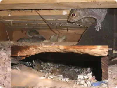 Hearing noises in your attic or walls? Holes in your lawn or noises under your deck? You might just...