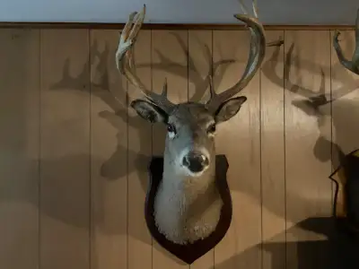 MOUNTED  DEER  HEADS, View more