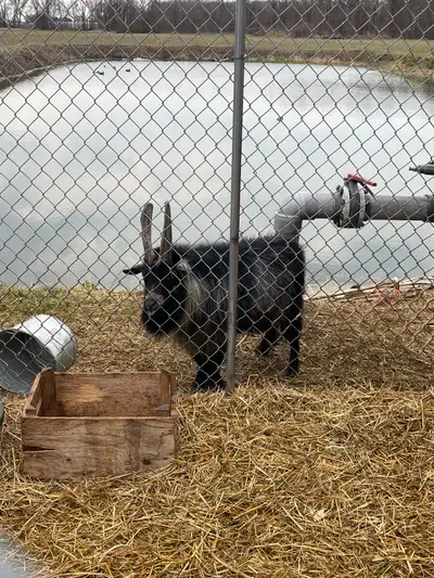 pigmy goat , View more